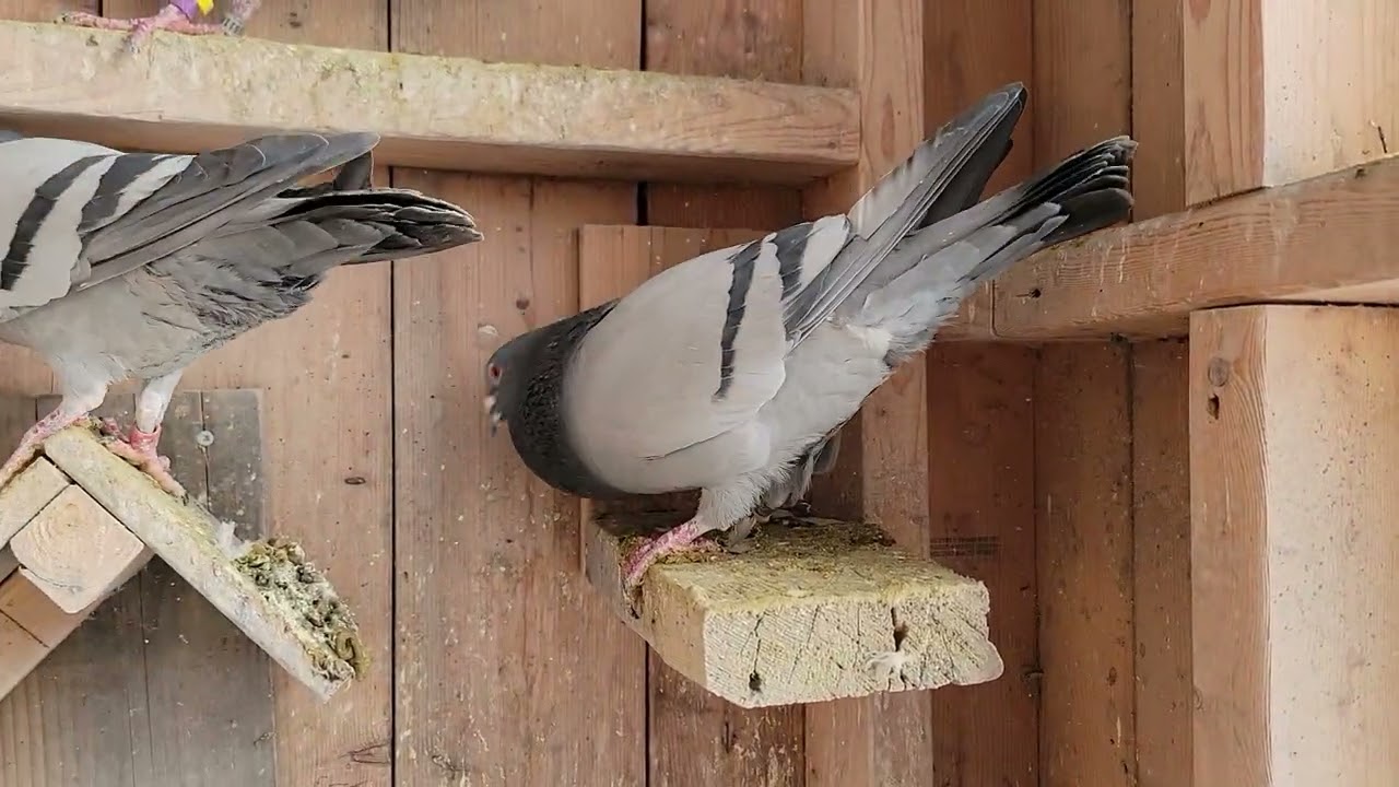 Blue bar-Male | Racing Homer Pigeon | Haroon | Issak