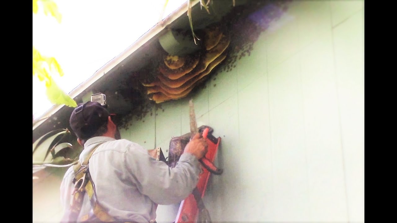 Daring Exposed honey bee hive removal in Weslaco,TX by Luis Slayton of Bee Strong Honey