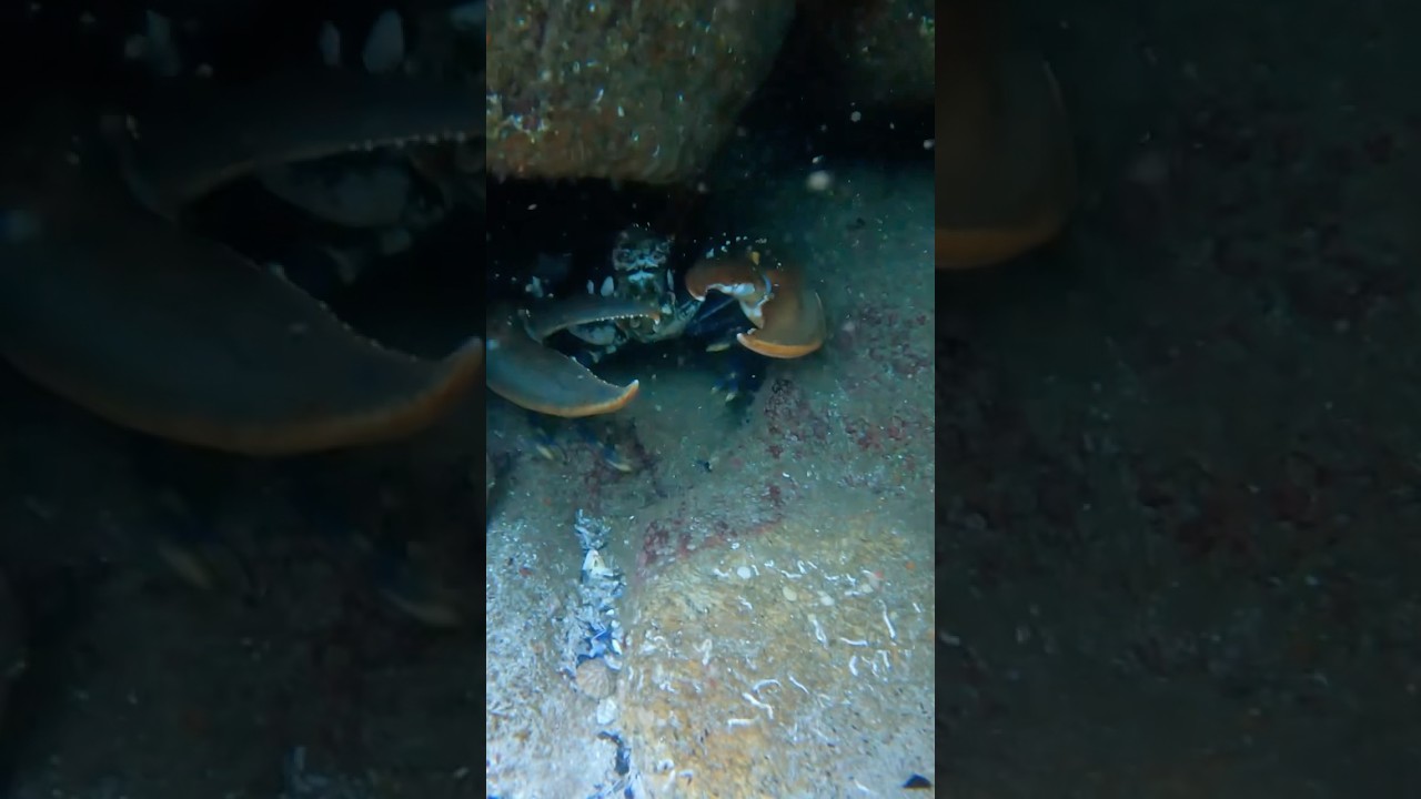 3 homards record!! +4kg