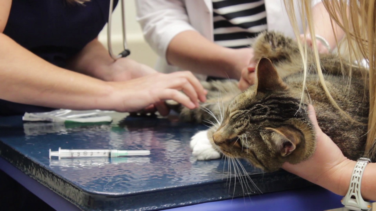 Hypertrophic Cardiomyopathy (HCM) in Cats
