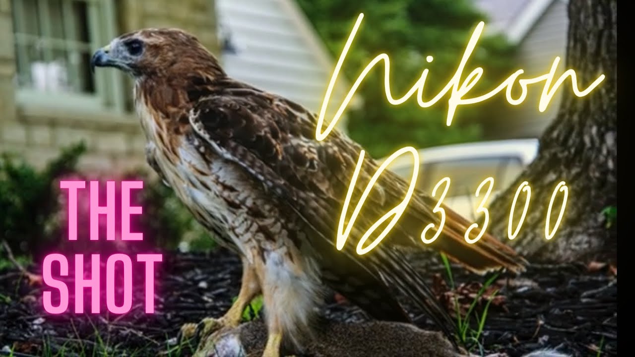 NIKON D3300, my finest Bird encounter, a lucky moment had !!! what a camera