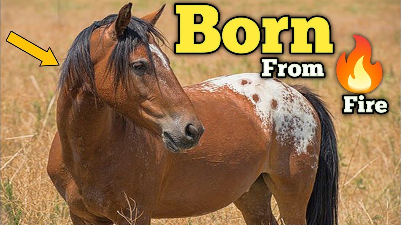 Spanish Mustang: The Untamed Legacy of America&rsquo;s Purest Horse #spanishmustang #horse #horseriding