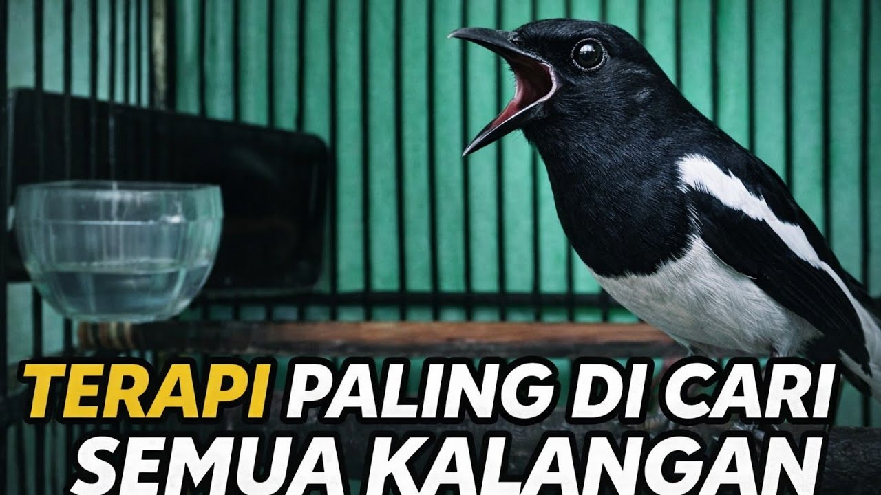 Terapi Kacer malam hari tersukses untuk semua Kacer