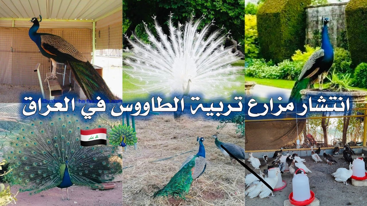 المواطن حسين عجيمي من العراق 🇮🇶 بابل لديه  مزرعة لأكثار طائر الطاووس ومختلف الحيوانات