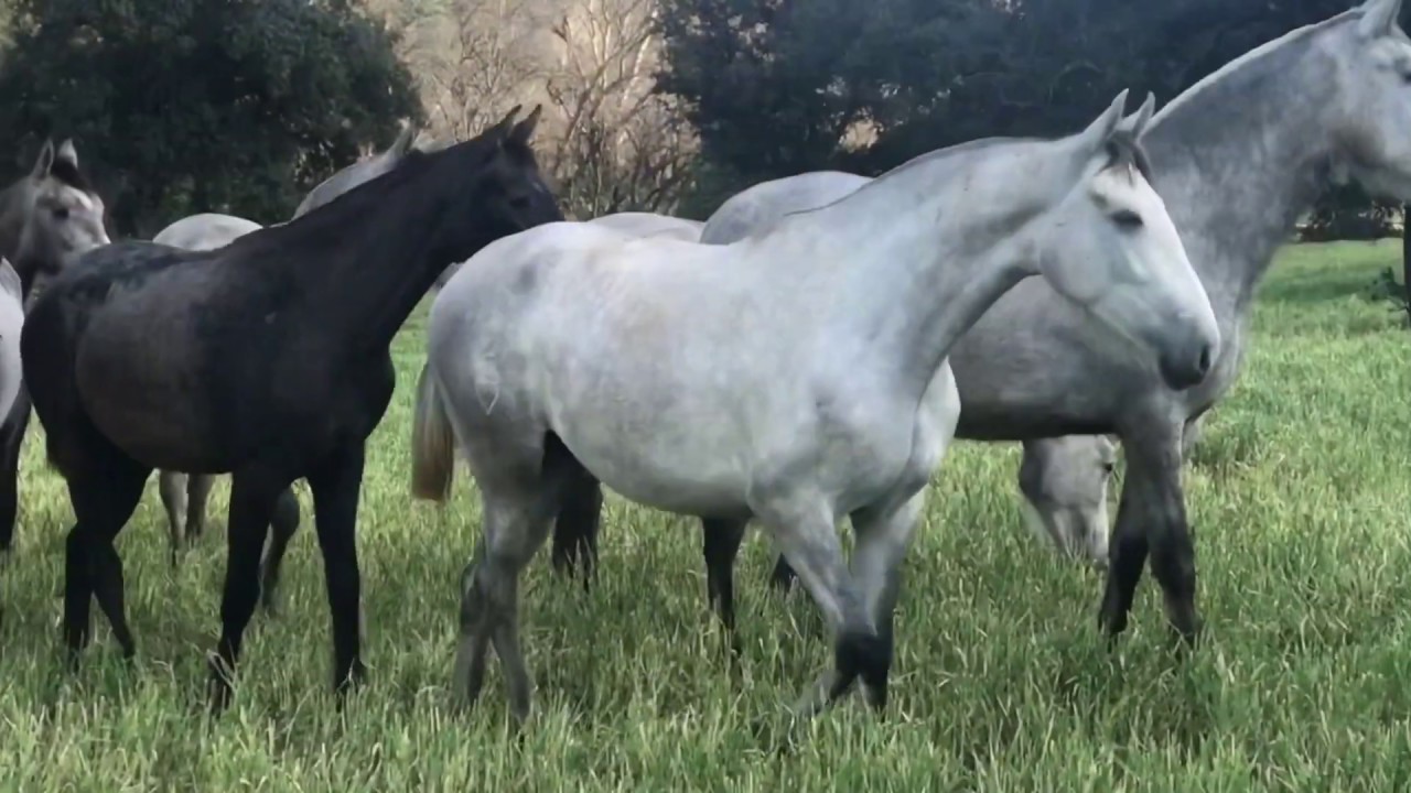 Potras dos y tres años. Caballos y yeguas de Pura Raza Española. Andalusian Horses.