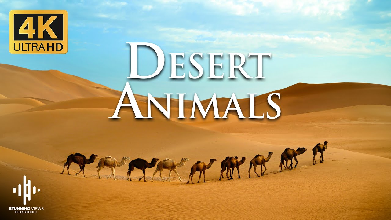 4K RELAXATION Desert Experience Like No Other! #relax #relaxation #reaxing #4kvideo
