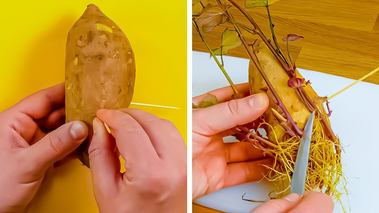 18 tipos de vegetais e frutas que você pode plantar facilmente em casa, e sem ter jardim