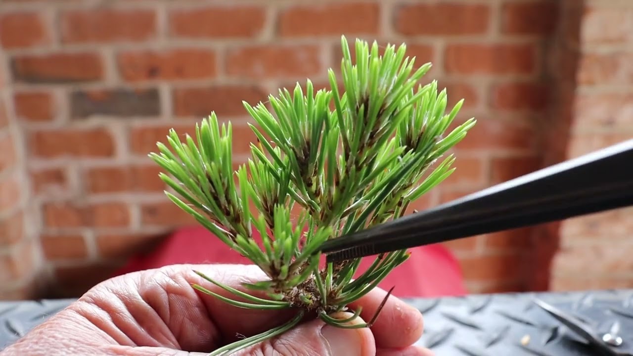 Black Pines in Summer