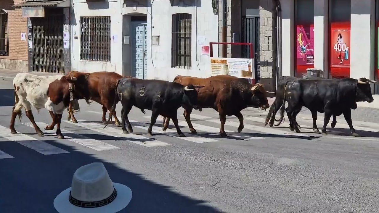 Encierro Martes 17/9/24