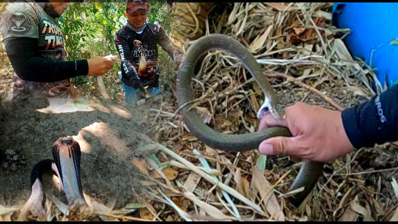 PINAGKAKAGAT DAHIL SA MABILISANG PAGHULI SA MATAPANGVNA AHAS