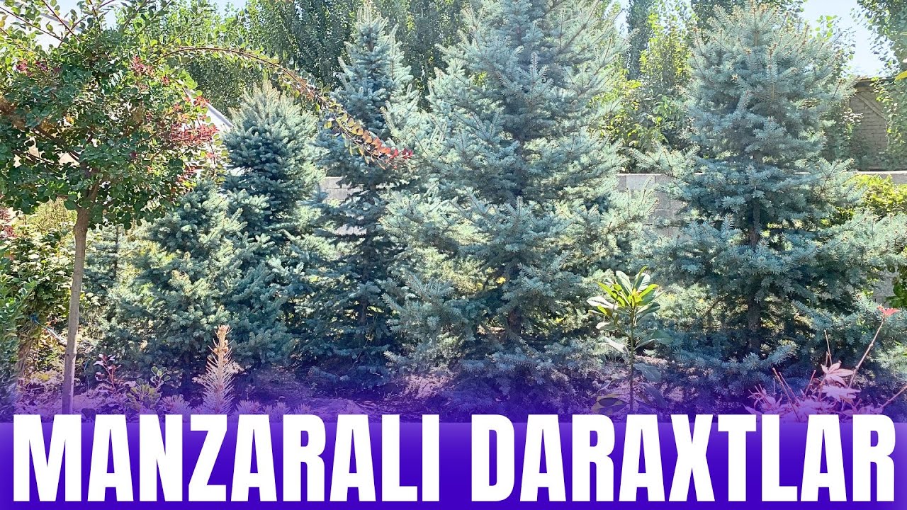2025 🌳OPTOM NOYOB DARAXTLAR VA O'SIMLIKLAR NARXLARI🌲 | KO'CHATLAR NARXLARI