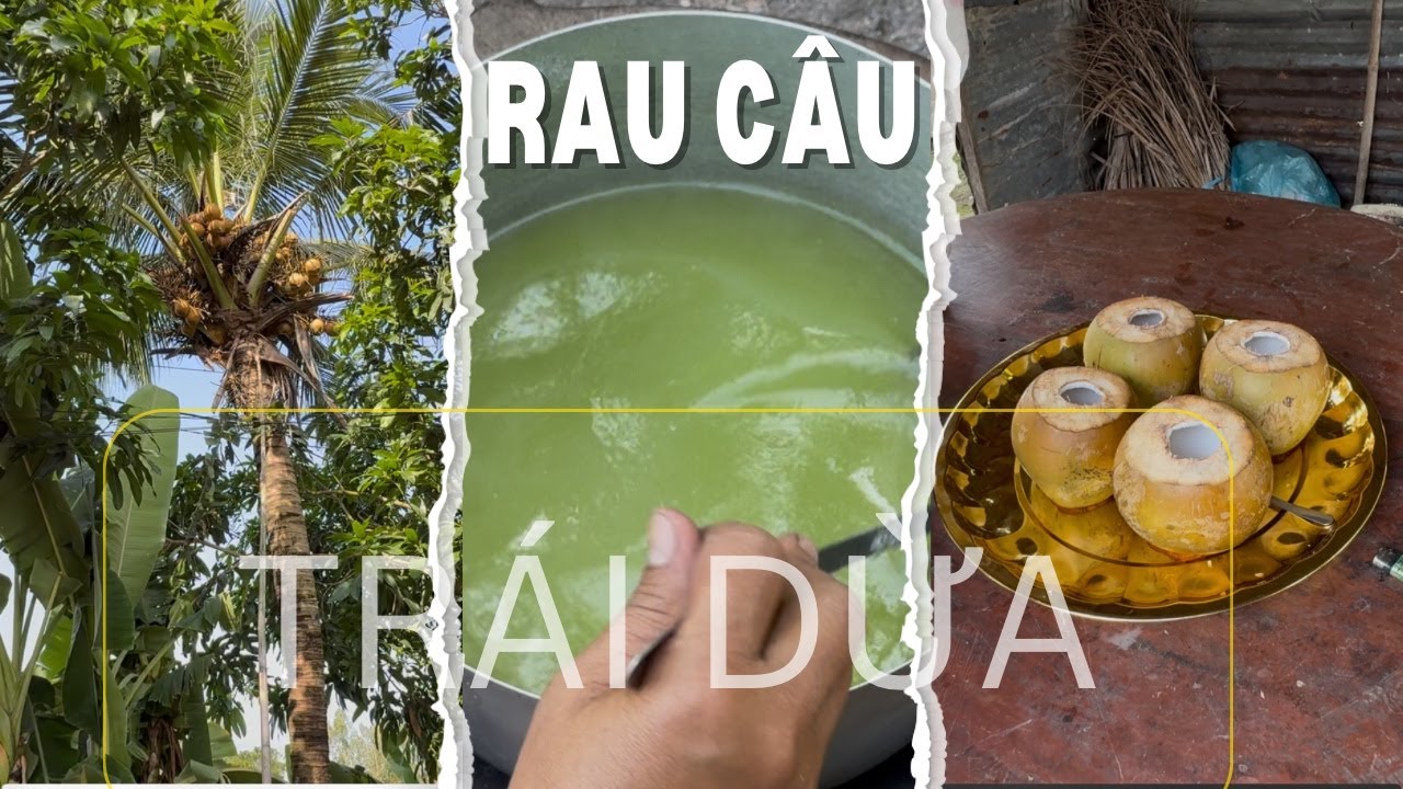 Đi hái dừa về làm rau câu trái dừa ăn giải nhiệt buổi trưa - Sắc Miền Tây