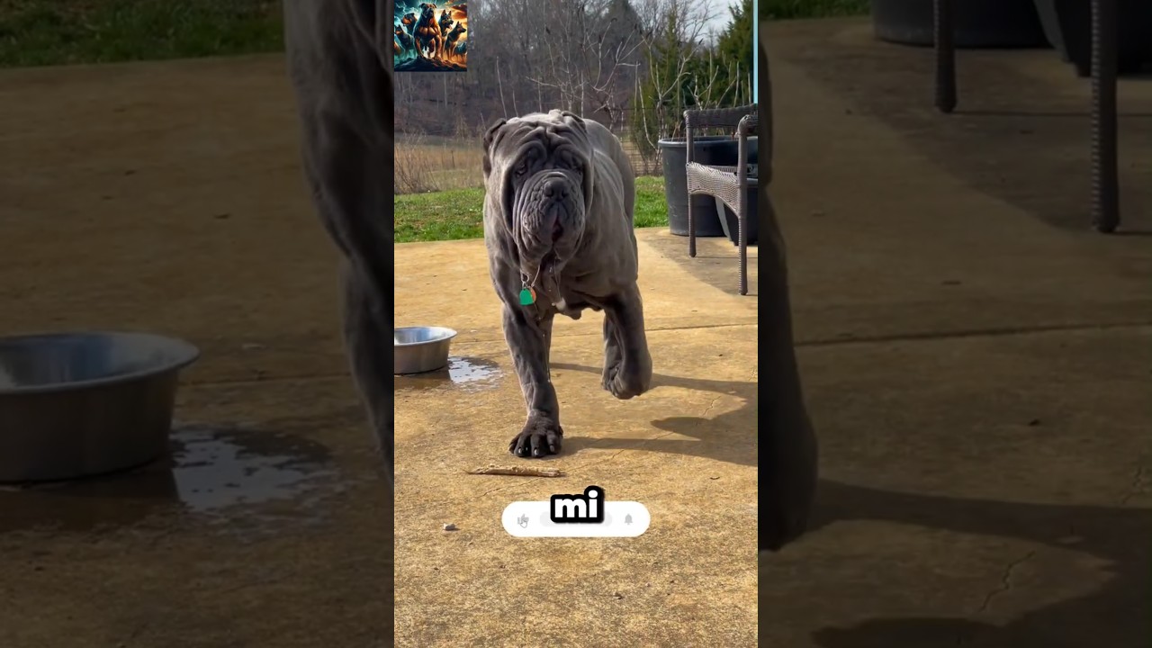 Napoliten Mastiff&rsquo;e Karşı Kim Ger&ccedil;ekten Dayanır? G&uuml;ce G&uuml;&ccedil;le Karşılık Verebilen 3 Dev Irk 💥🐶
