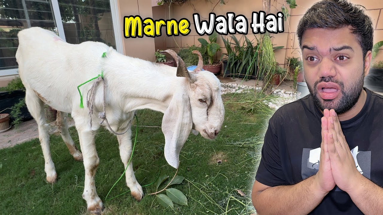 Mera Qurbani Ka Bakra Marne Wala Hai 💔 | Kuku Beemaar Ho Geya 😭 | Need Prayers 🙏🏻