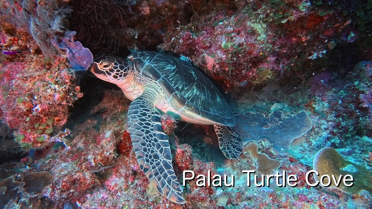 Diving Vlog PALAU 202603a3【4K】Turtle Cove