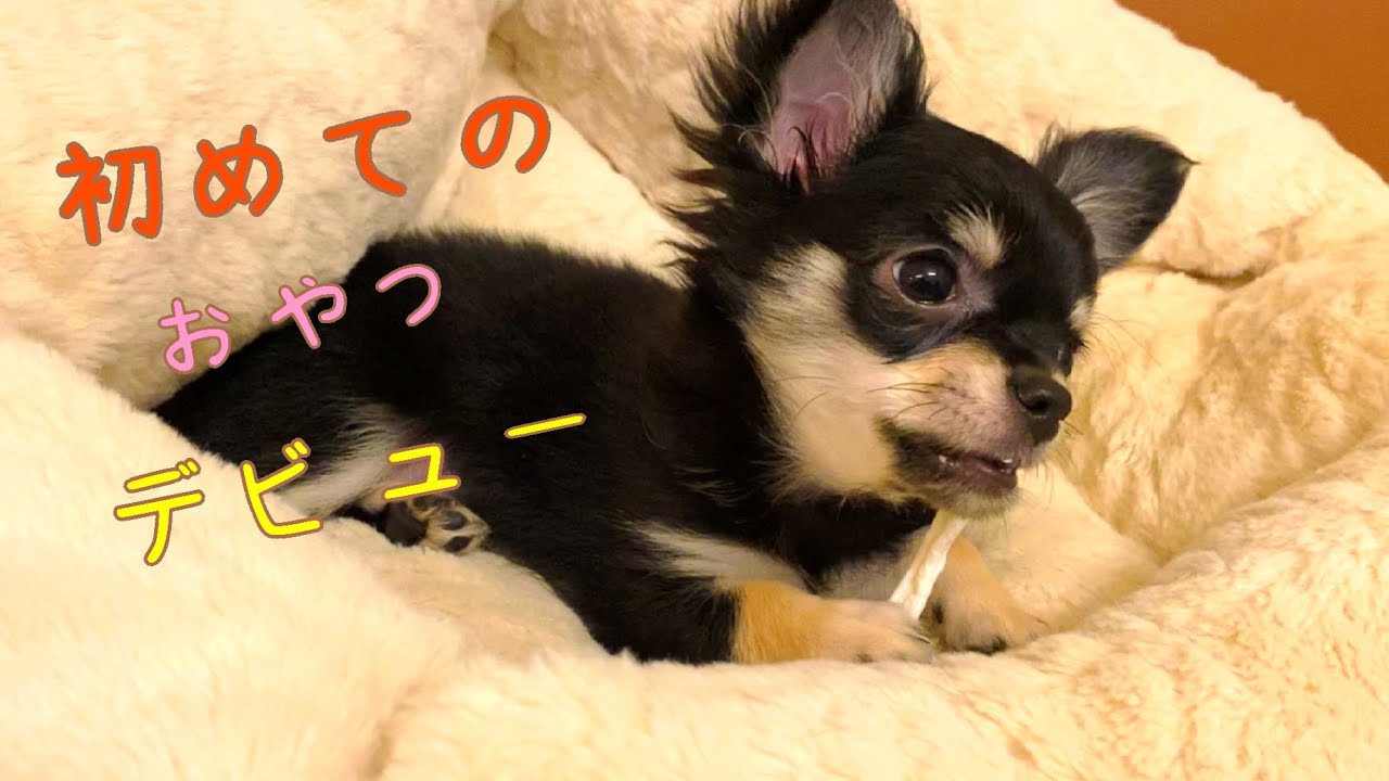 【子犬】チャド君おやつデビュー！【可愛すぎ】【チワワ】