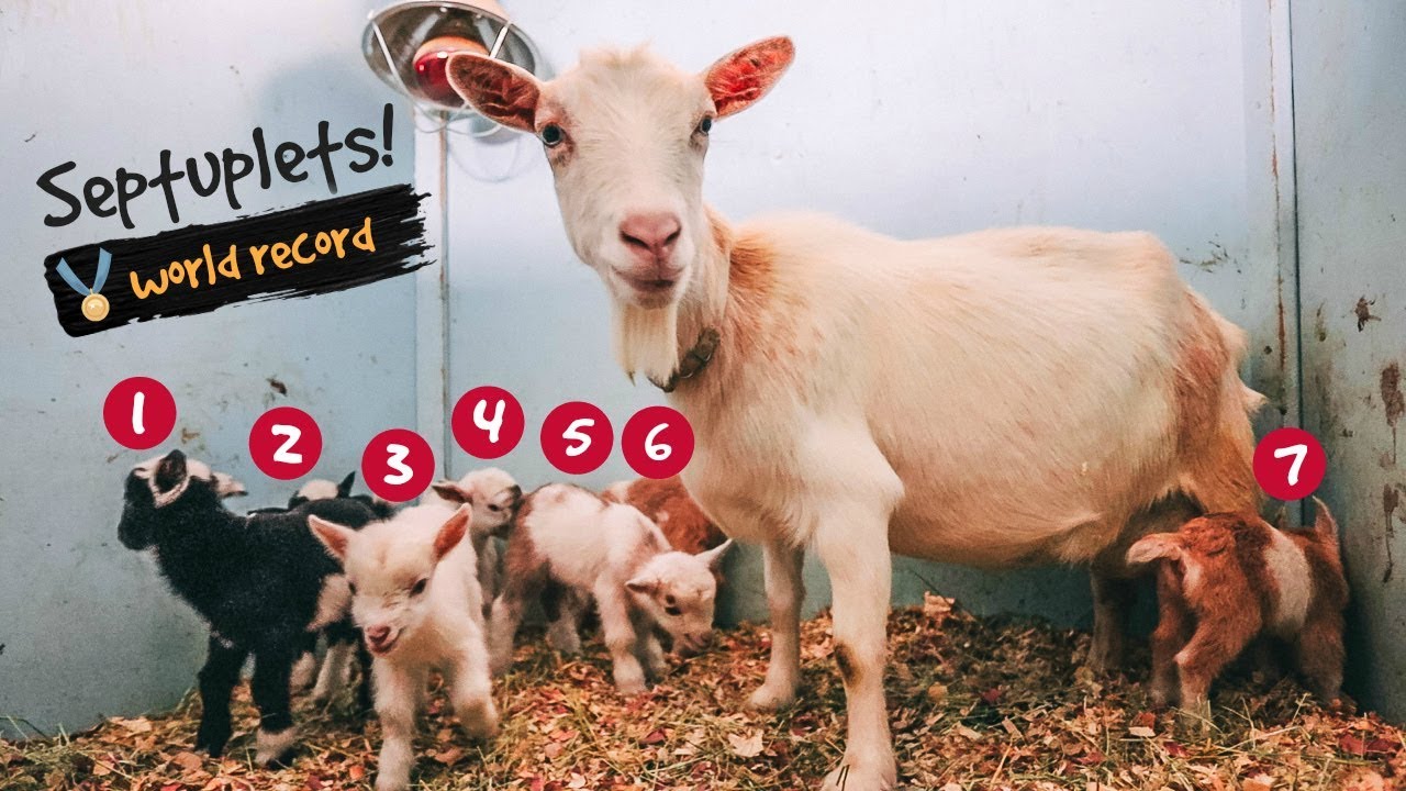 This Goat just gave Birth to SEVEN babies -- WORLD RECORD! 🏅