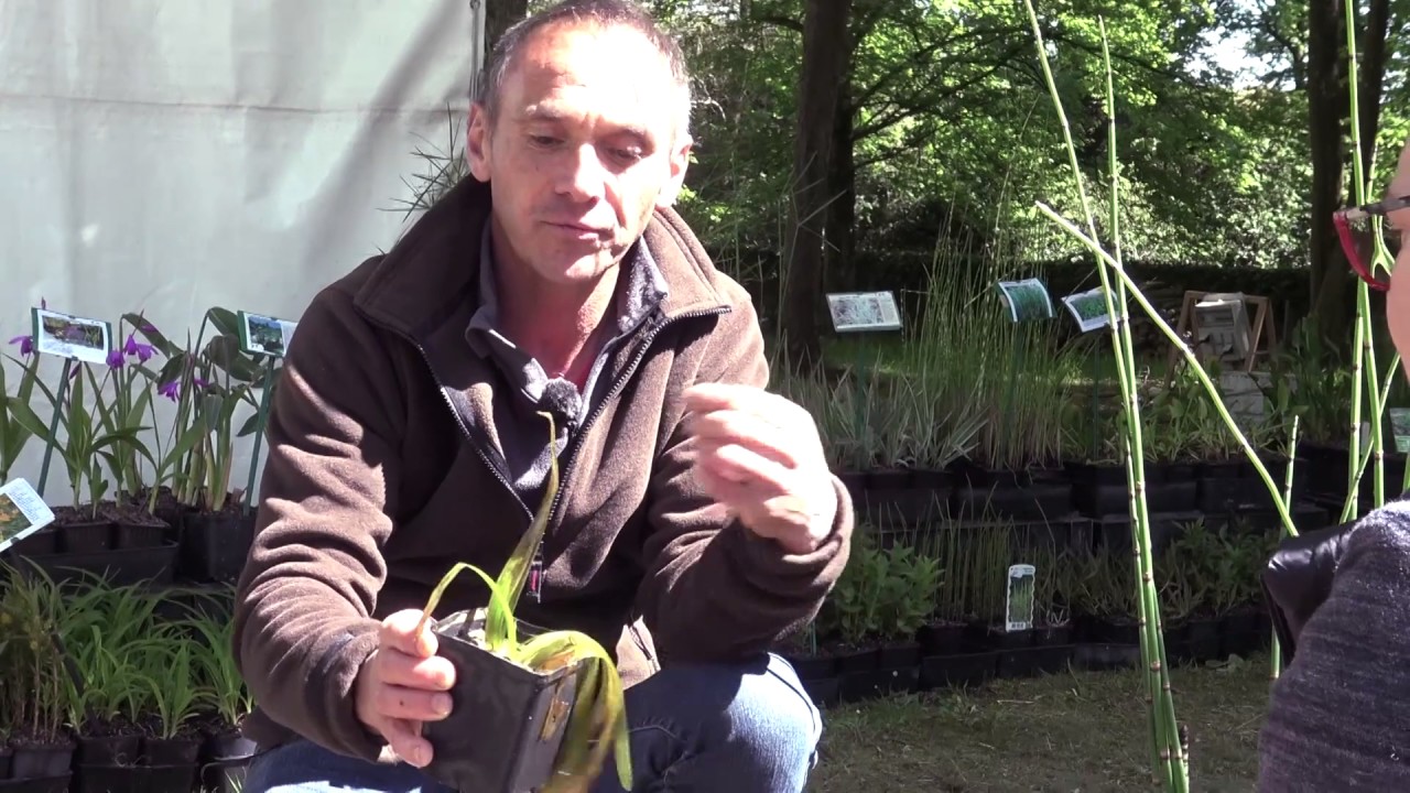 Conseil d'experts : quelles plantes pour un mini bassin