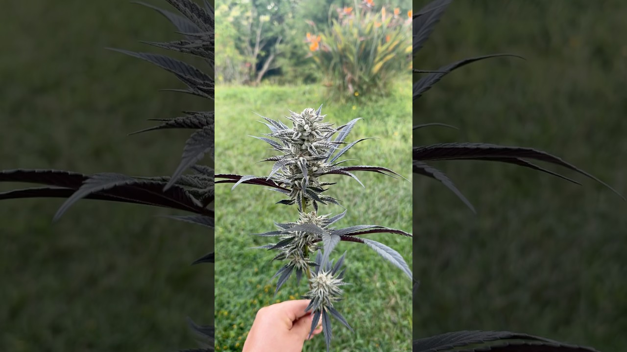 Tr!chBeast from Solfire Gardens turned out 🔥 in the greenhouse. Organic nutrients by Cronk Puur