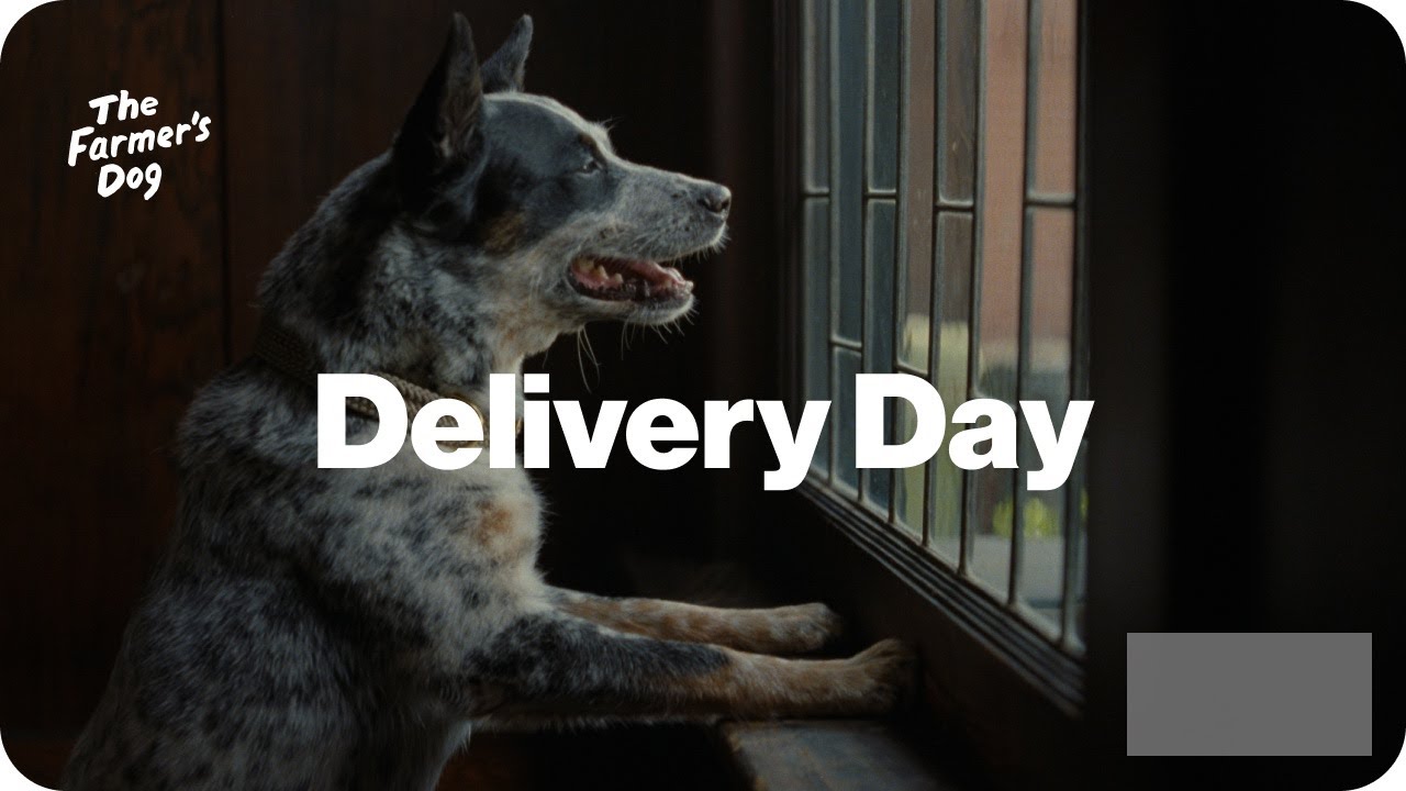 The Farmer's Dog Commercial: Delivery Day