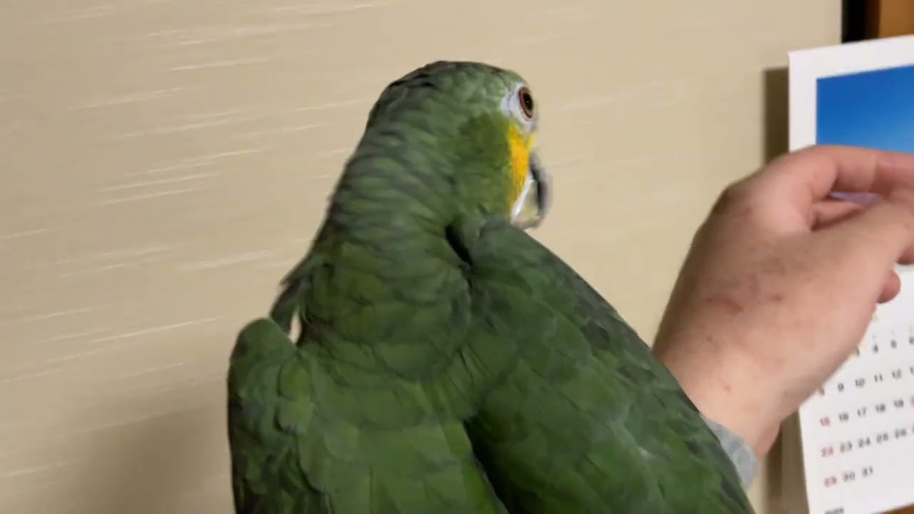 キソデボウシインコのメロン🍈怖がりながらも手に乗る🦜手乗り練習中。手の上で鳴くと振動？が響きます🤣🦜