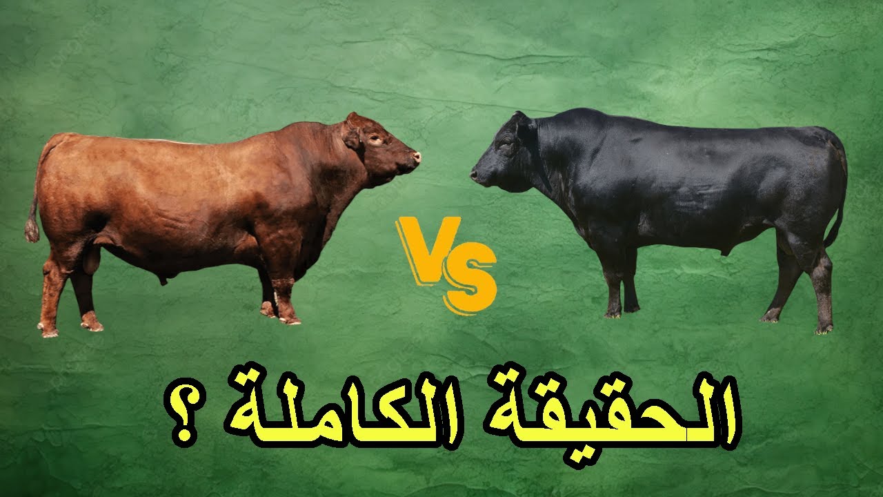 ريد أنغوس مقابل بلاك أنغوس | ما الذي يميز كل سلالة حقًا؟