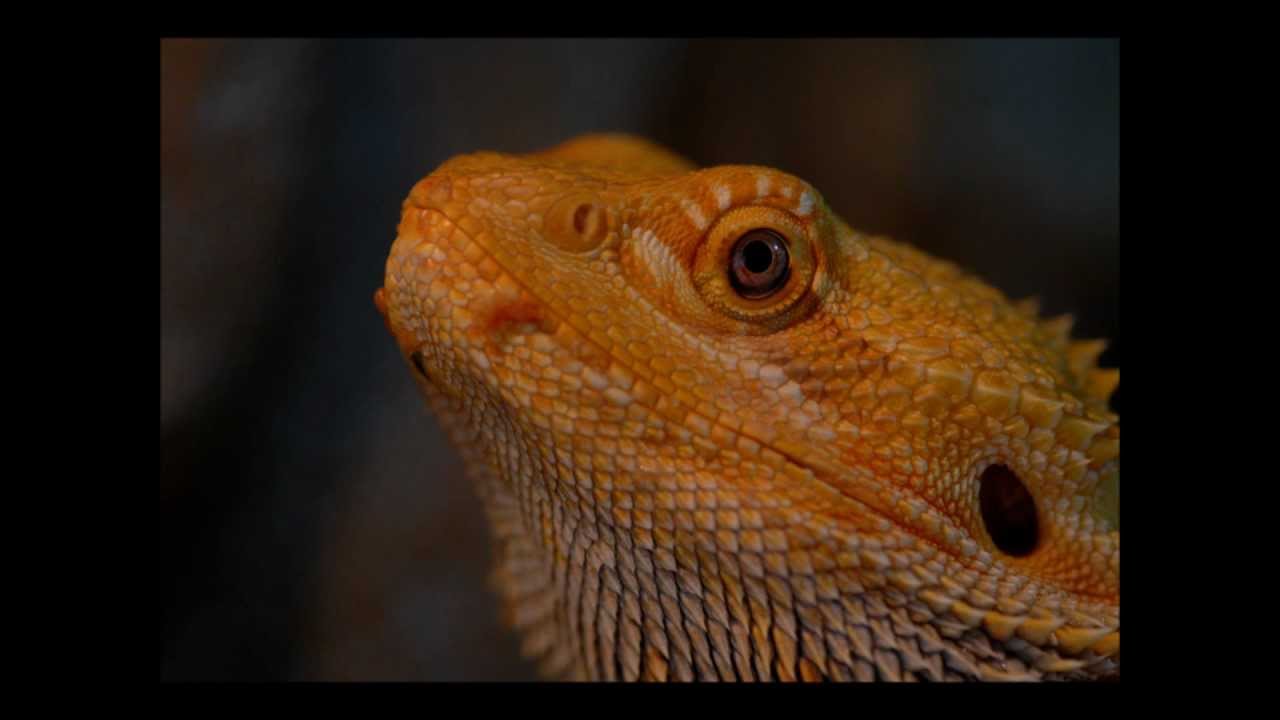 Pogona vitticeps : Specification - Amalgation