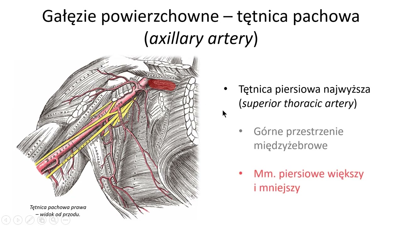 Tętnice klatki piersiowej (wstęp)