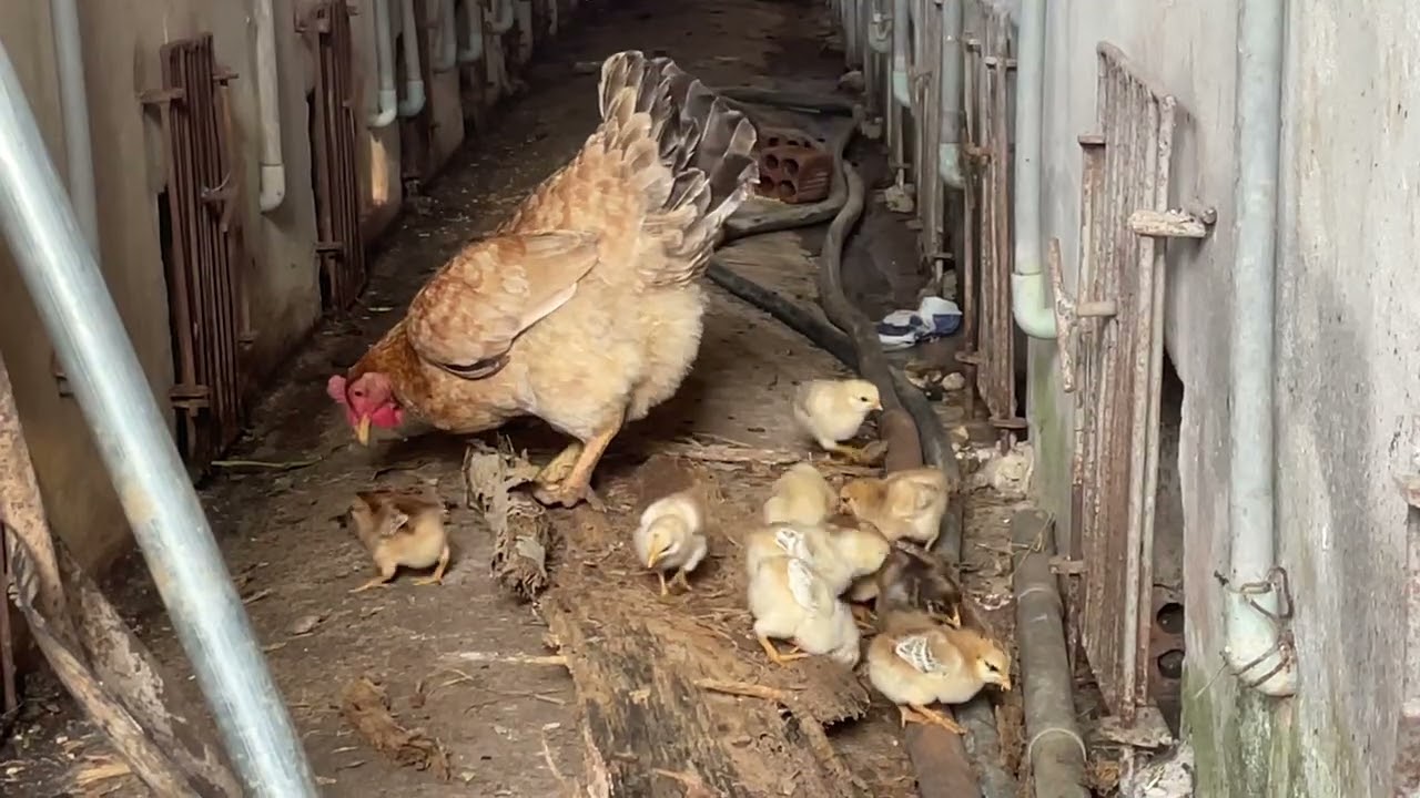 A Quiet Garden Moment: From a Fallen Papaya Tree to Feeding Chicks