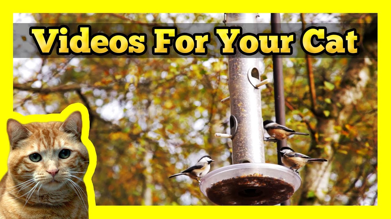 Videos for your Cat - Sparrows & Squirrels