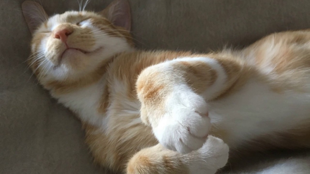 CHAT TROP CHOU - ADORABLE - Le Beau Nouki Dormant