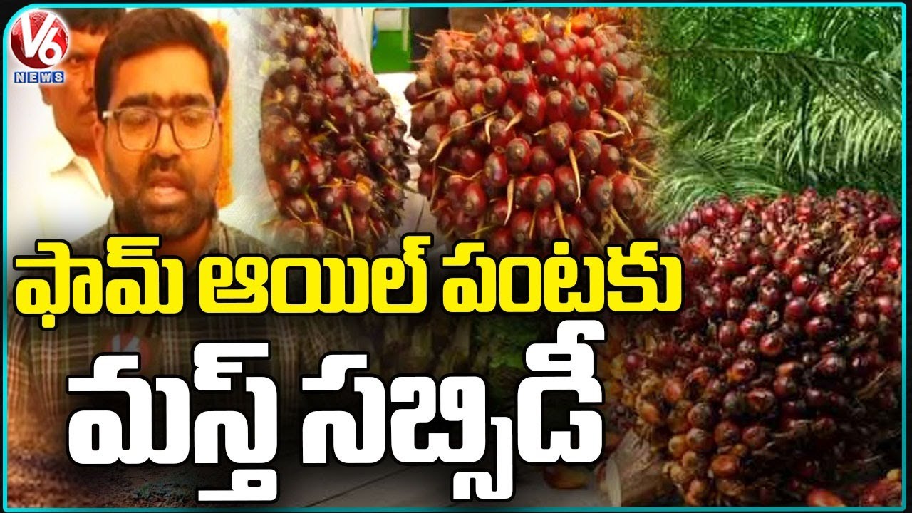 Telangana Govt Give 100 Subsidy For Oil Palm Cultivation | Rythu Panduga   |V6 News