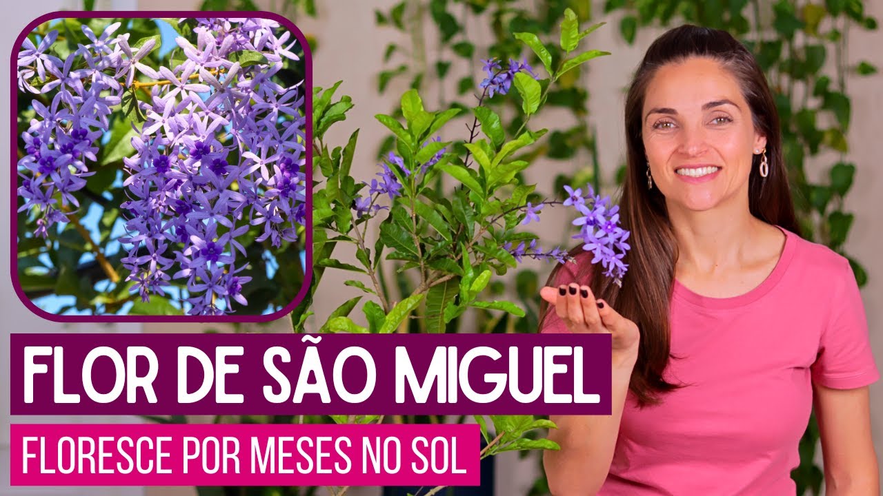FLOR de SÃO MIGUEL: a TREPADEIRA que FLORESCE por MESES no SOL!