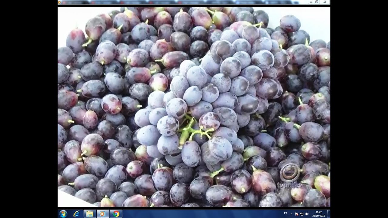 Embrapa desenvolve nova variedade de uvas