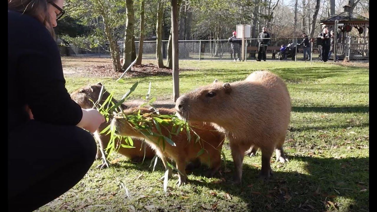 Cape May Zoo Capybara Encounter