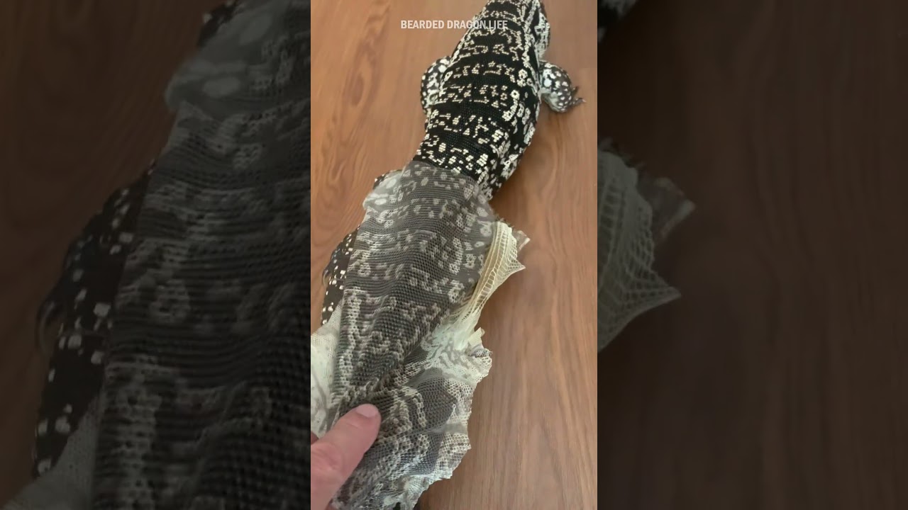 Lizard Tegu Enclosure Shedding Skin #lizard #shedding #teguenclosure #beardeddragonlife