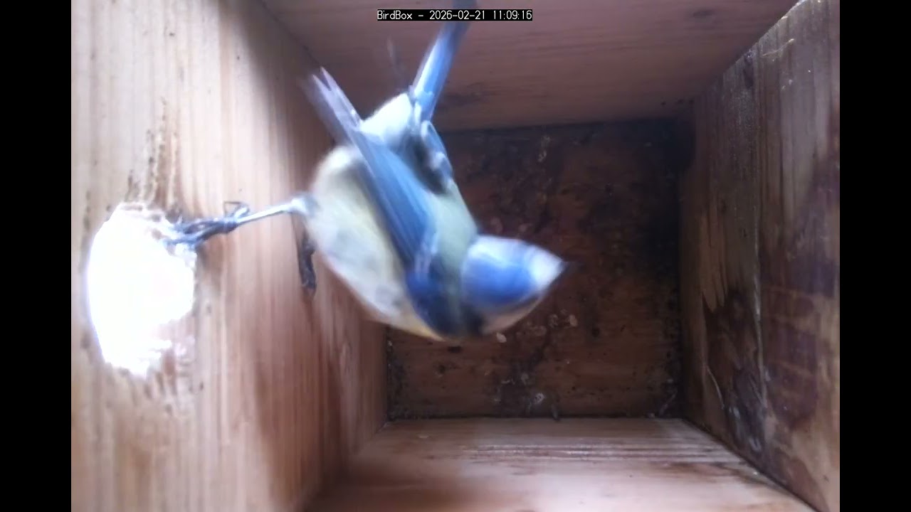 Birdbox - 2026-02-21