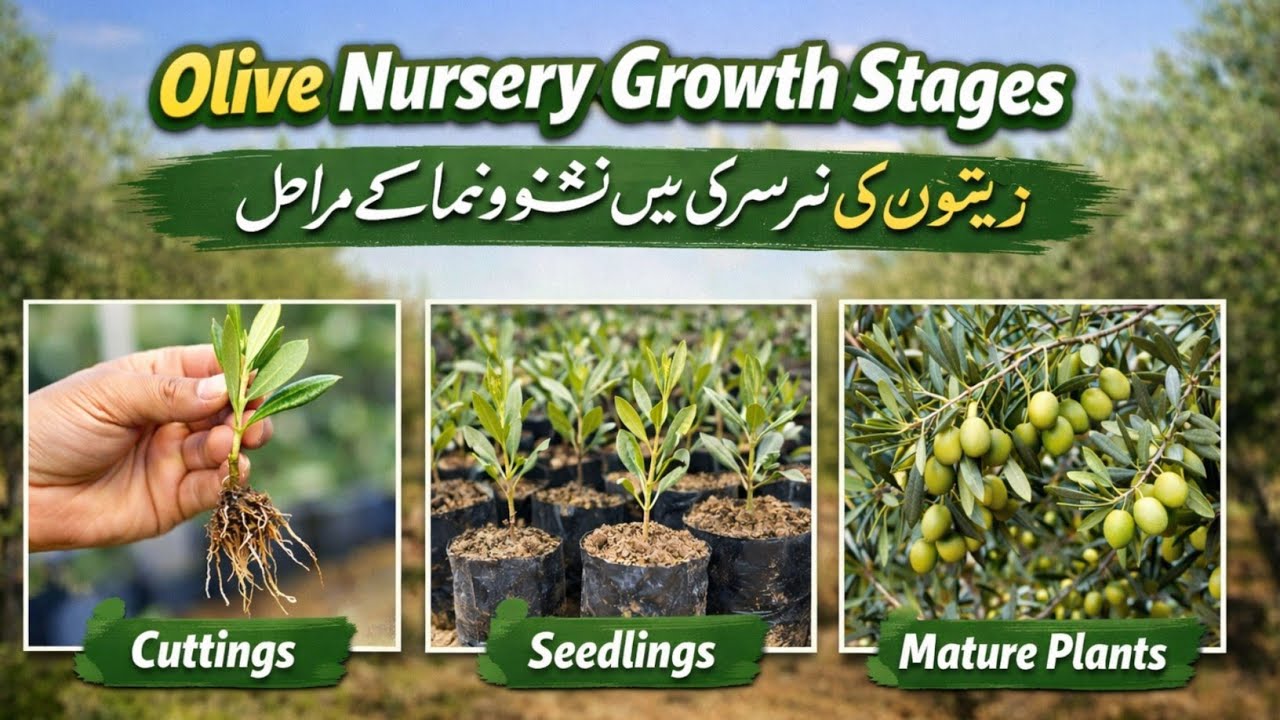 Olive Nursery Growth Stages | Zaitoon k Poday Ki Tyari K Marahil | Olive Plant Growth Stages 