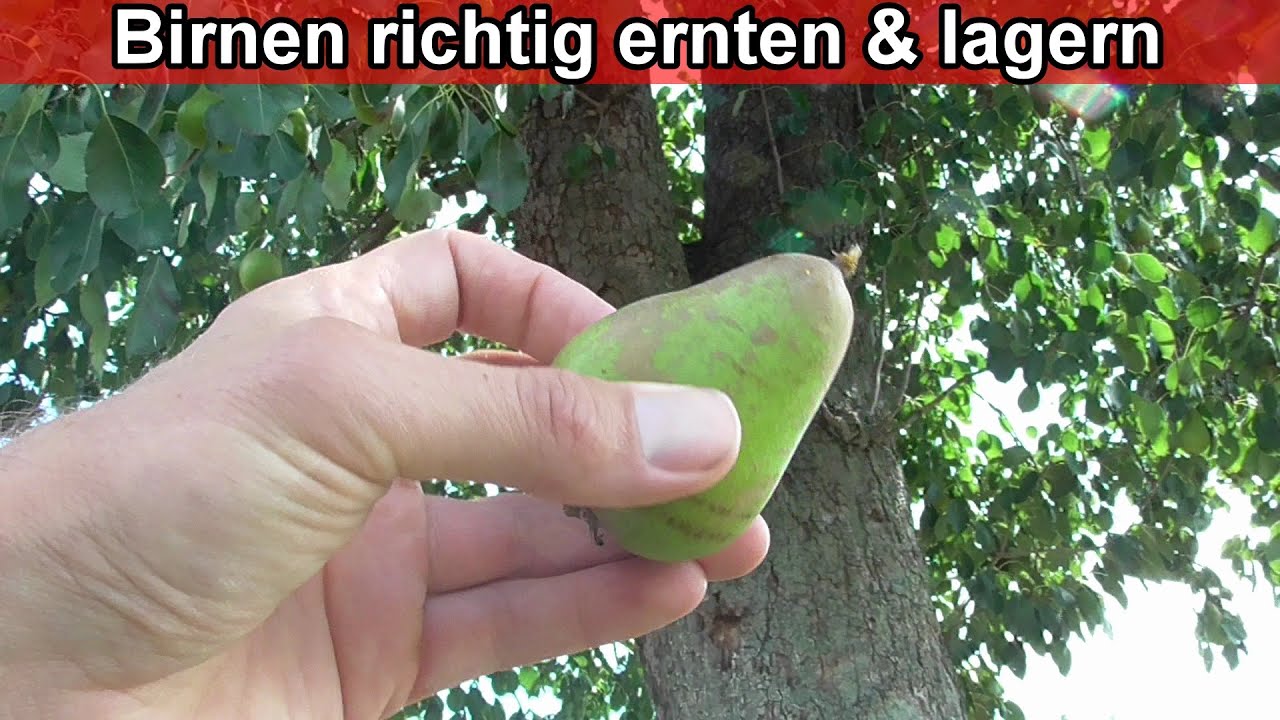 Birnen richtig ernten & lagern &ndash; Birnenernte / Birne Erntezeit / Wann wie Birnen Reife erkennen