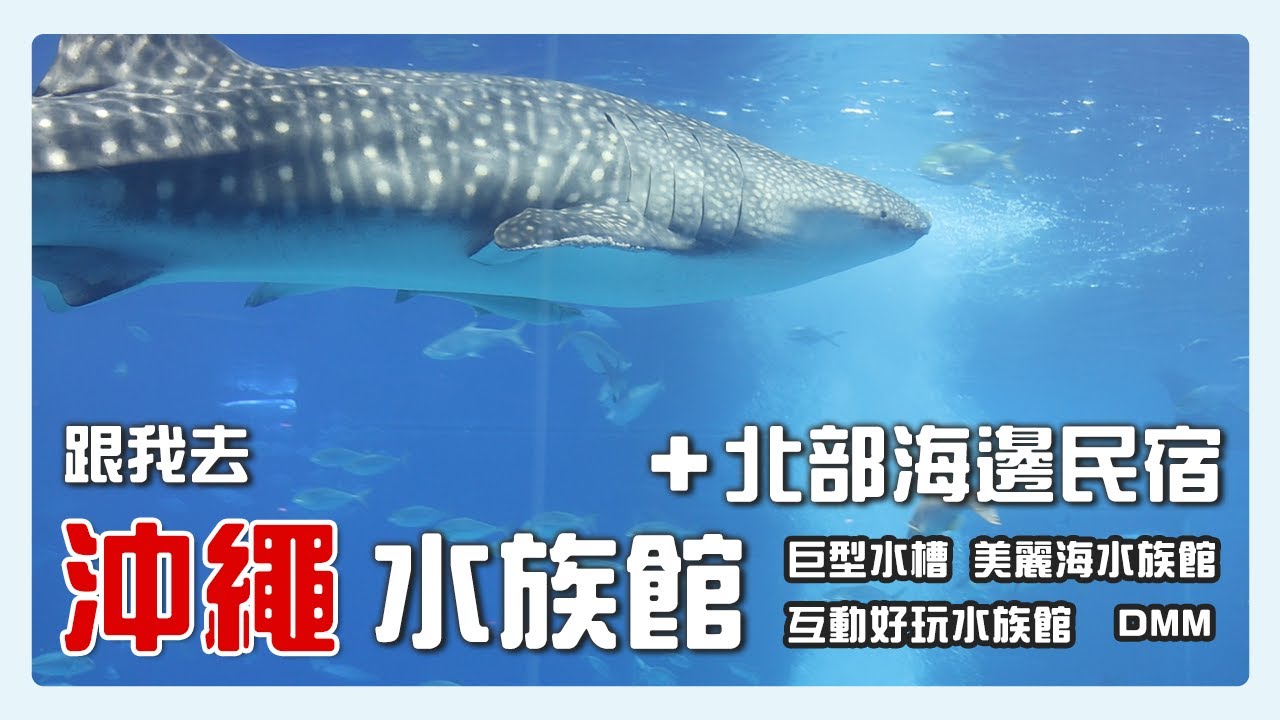 【沖繩水族館】🇯🇵 沖繩海洋療癒之旅｜在美麗海水族館被巨型鯨鯊震撼 / 在DMM水族館坐在玻璃上看魚 / 住進北部海邊民宿看海｜#沖繩旅遊