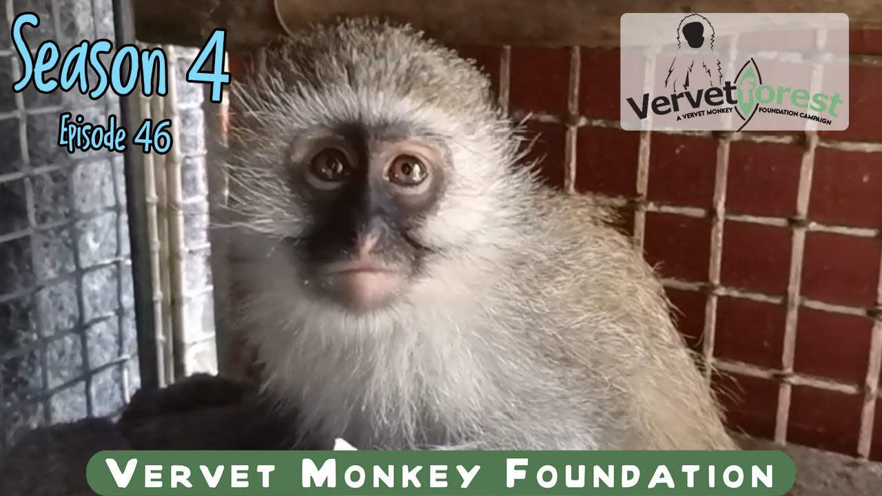 Pokie new baby monkey arrival, Cindy meets Suzie, whole bunch of orphan monkeys arrive from Jo’burg