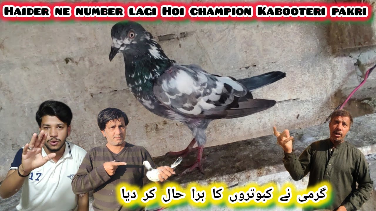 Garmi ne Kabootero Ka Bura Hal Kar Diya Tahir Bhai pareshan ho Gai 😱
