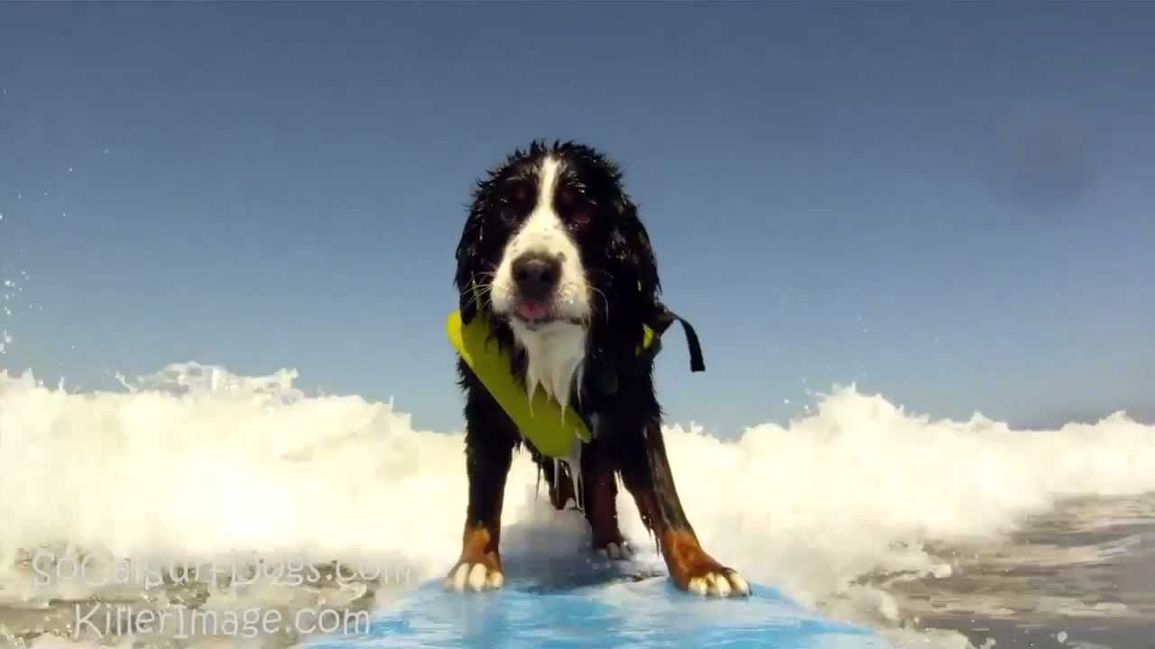 Aerosmith rocks the Surf Dog Practice 7/10/11 for SoCalSurfDogs.com!