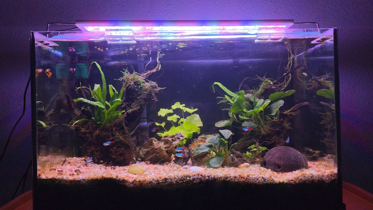 ♥️ A la acuariofilia 🐠🎶