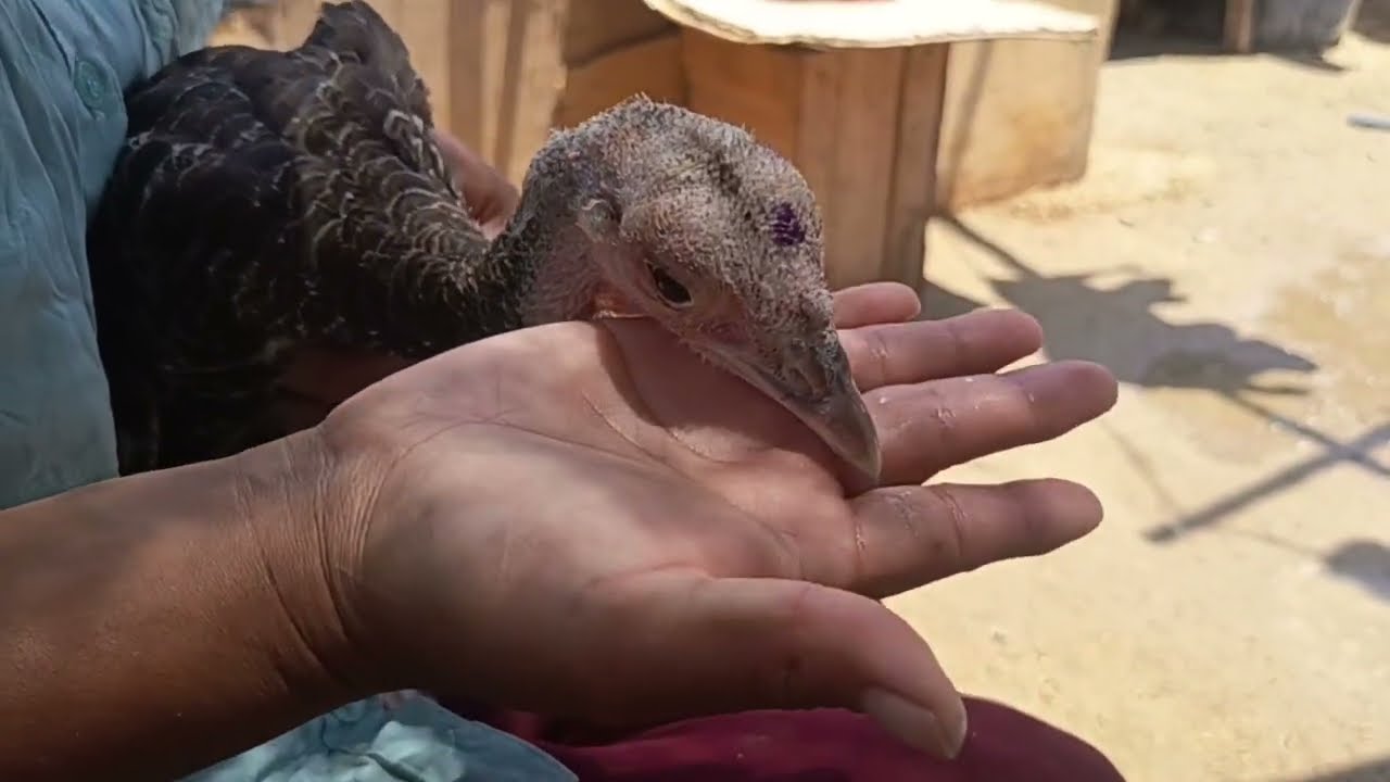 КАК ВЫЛЕЧИТЬ ЧУМУ ИЛИ ДИЕТУ У ИНДЕЙЕК И УТОК. Здесь я расскажу вам ПОШАГОВО. Вот как я их спасла 😱🦃🦆