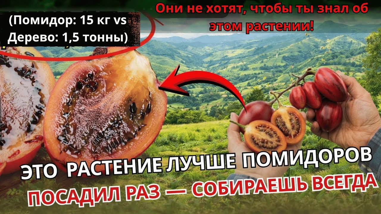 Лучше обычных томатов: дерево, которое плодоносит 20 лет без пересадки | забытая кухня