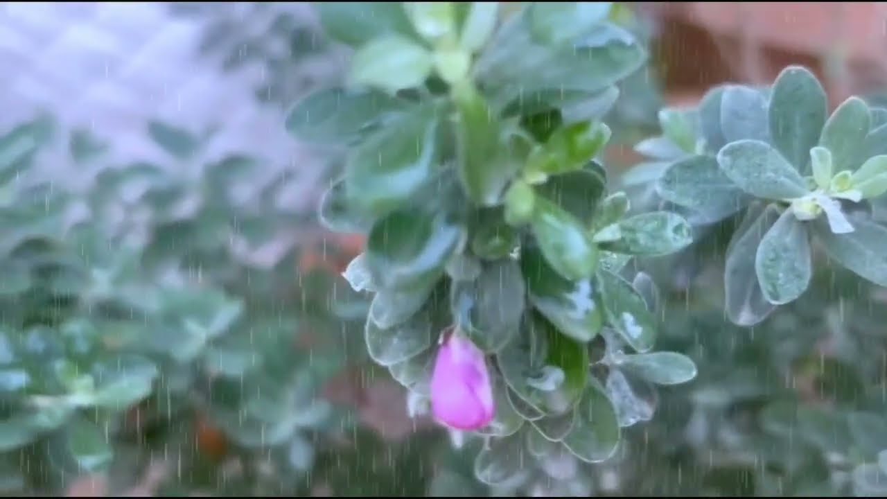 കൈലാഷ് പാർവതിയുടെ യഥാർത്ഥ സ്വഭാവം അറിയുന്നു പ്രിയനേ പിരിയാനാവാതെ പാർവതിയും പ്രിയനും 
