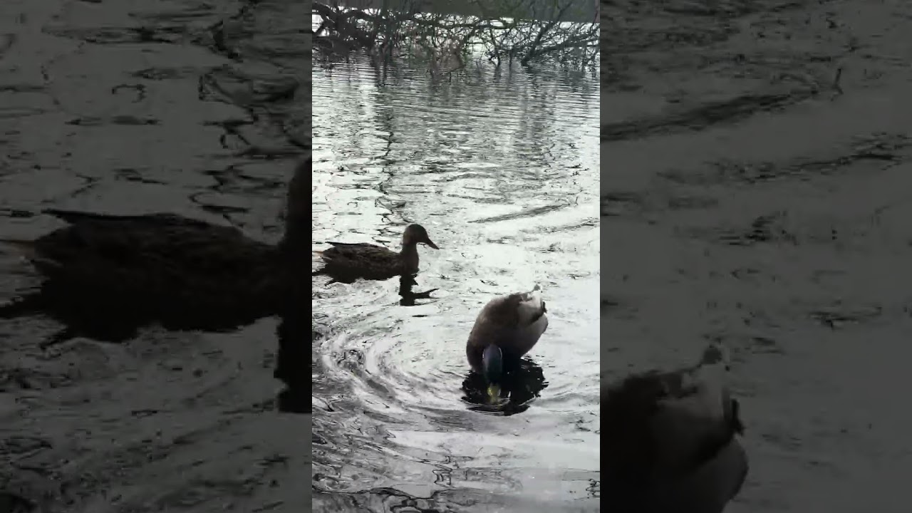 Ducks and Geese in the lake 