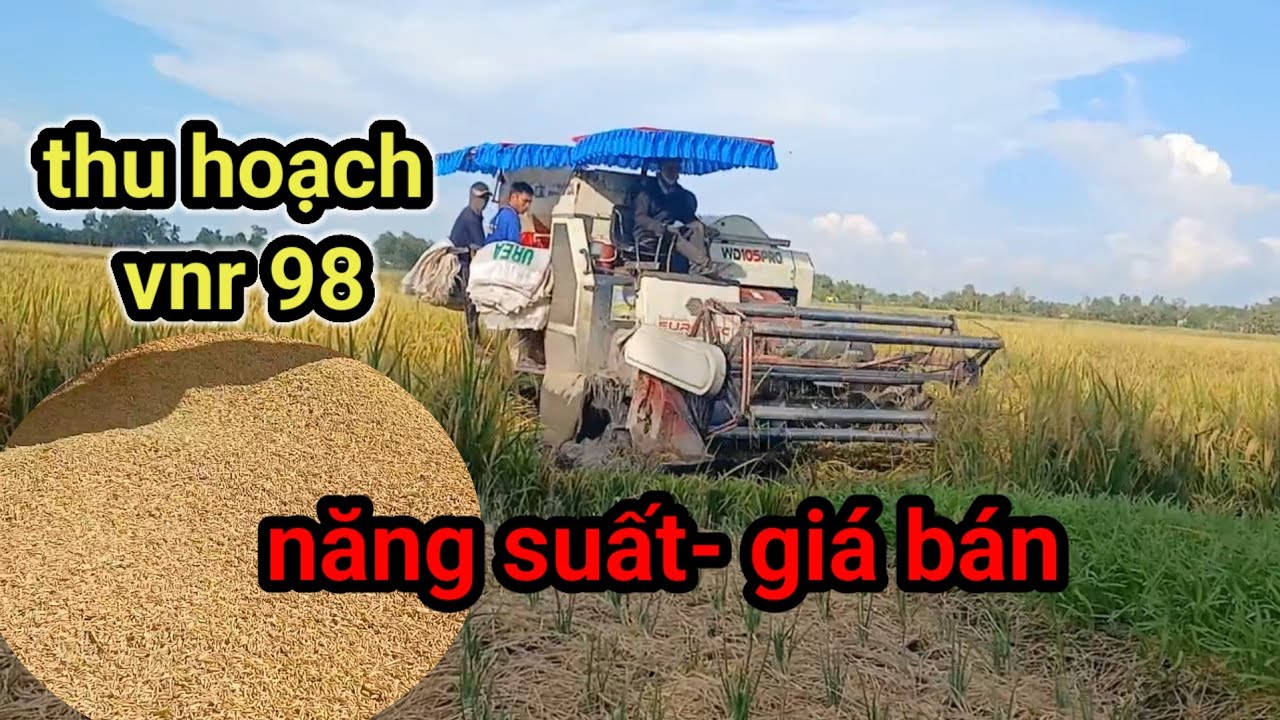 HÈ THU- 2025/VNR 98- GIÁ BÁN- THU HOẠCH- NĂNG SUẤT#TRẦN_XUÂN_LẠC