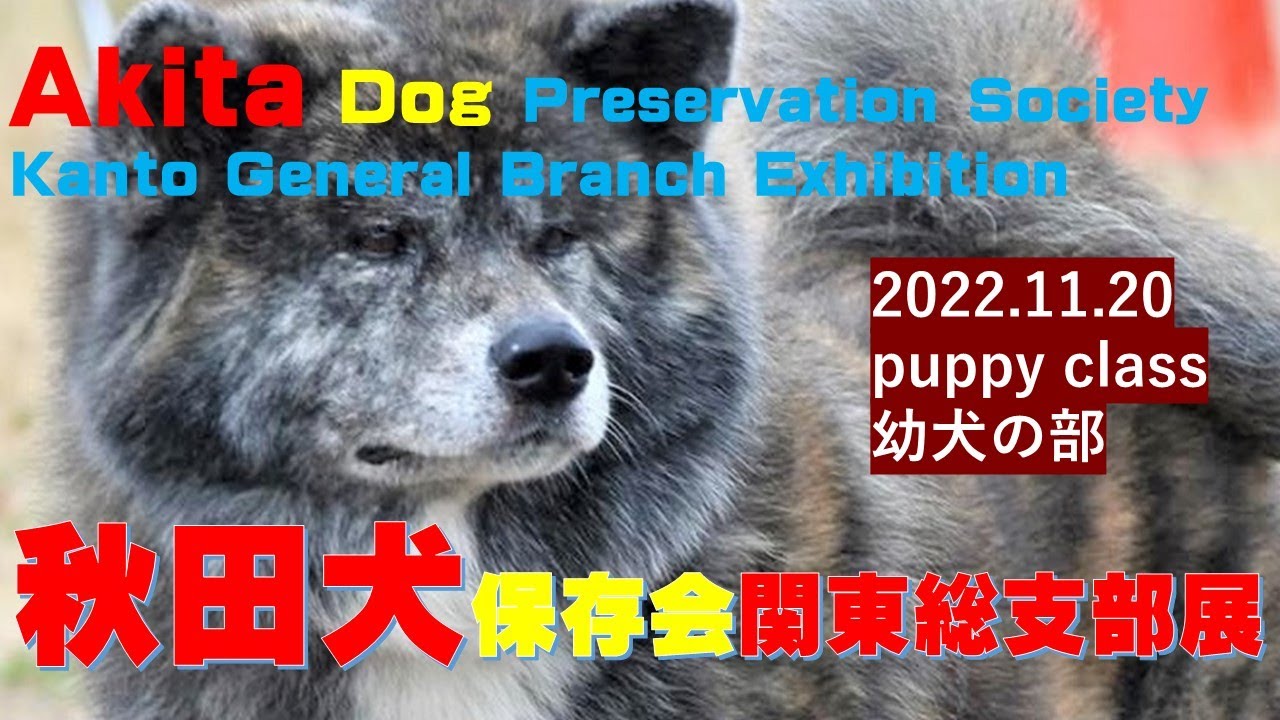 秋田犬保存会関東総支部展（Akita Dog Preservation SocietyKanto General Branch Exhibition）【Samurai dog TV】